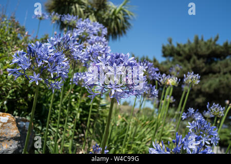 Agapanthus nel rock gardens a banchi di sabbia Foto Stock