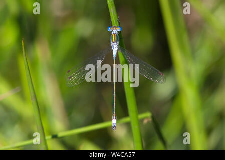 Un Damselfly Smeraldo, Lestes sponsa, in estate il sole. Foto Stock