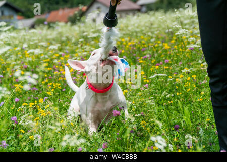 Foto ritratto di bianco bull terrier all'aperto a giocare con un giocattolo in una giornata di sole Foto Stock