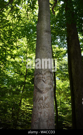 Il messaggio di amore scolpita nella corteccia di alberi alti. Foto Stock