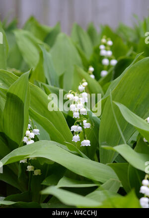 Vista dettagliata del giglio della valle (noto anche come muguet) che fiorisce in un giardino di primavera. Molto fragrante, facile crescere nell'ombra. Foto Stock