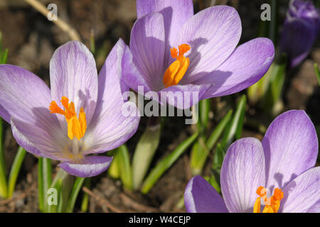 Macro di viola crocus fiori con orange stame. Primo segno di primavera Foto Stock