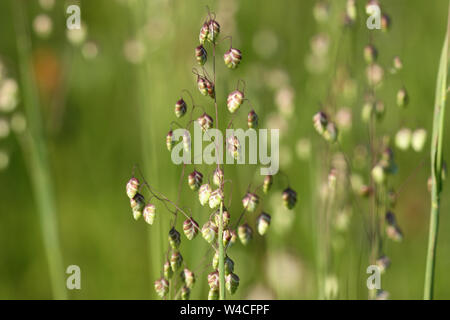 Briza media vacilla-erba - decorativo sullo sfondo di erba Foto Stock