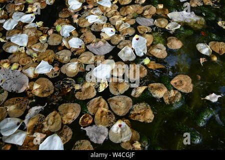 Close up di roccia dei petali di rosa che sono caduti la struttura ad albero in acqua ancora stagno con alcuni brown marciume foglie e alcuni appena caduto con qualche erbaccia Foto Stock