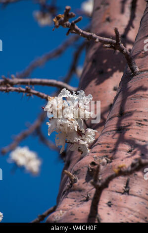 Fioritura African Baobab (Adansonia digitata). Fotografato a fiume Kunene Cunene (Fiume), il confine tra Angola e Namibia, Sud-ovest Foto Stock