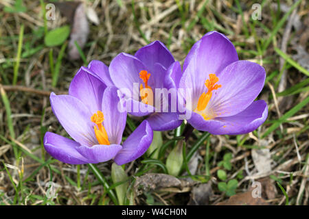 Pasqua Primavera crocus fiori in color porpora. sfondo Foto Stock