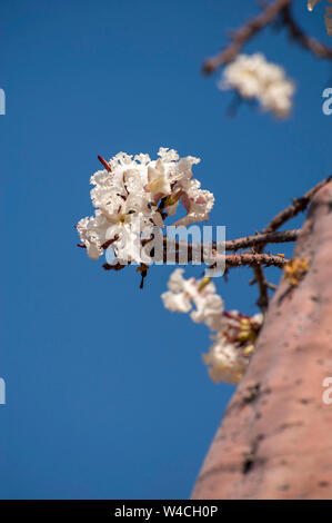 Fioritura African Baobab (Adansonia digitata). Fotografato a fiume Kunene Cunene (Fiume), il confine tra Angola e Namibia, Sud-ovest Foto Stock