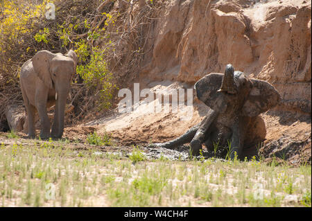 Deserto-atto elefanti. Questi l'elefante africano (Loxodonta africana) sono adattate alle condizioni di vita nelle aree desertiche della Namibia e Angola. Fotografato a th Foto Stock