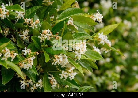 Dettaglio dei fiori di gelsomino a campionati di Wimbledon 2019. Tenuto presso Il All England Lawn Tennis Club, Wimbledon. Foto Stock