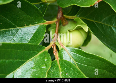 Colore verde brillante, acerbi kaki (Diospyros kaki) frutti pendenti su un albero in una piovosa giornata d'estate in Moriya, Giappone. Foto Stock