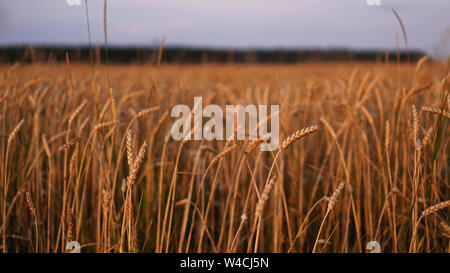 Campo di avena davanti ad un cielo blu. Stagione di raccolto. Bellissima natura. Foto Stock