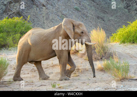 Elefante africano (Loxodonta africana) bull, deserto adattato a piedi di elefante in alveo del deserto deserto Hoanib, Kaokoland, Namibia Foto Stock