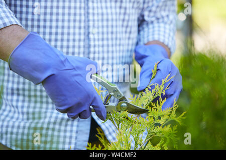 Primo piano di un irriconoscibile uomo che indossa guanti di arbusti di taglio mentre il giardinaggio all'aperto, spazio di copia Foto Stock