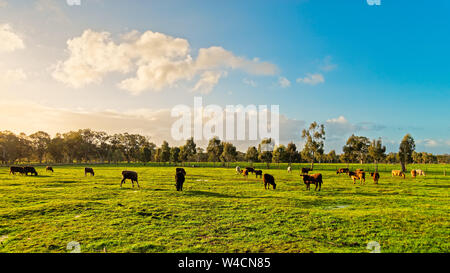 Le mucche al pascolo su un quotidiano azienda agricola nelle zone rurali del Sud Australia durante la stagione invernale Foto Stock