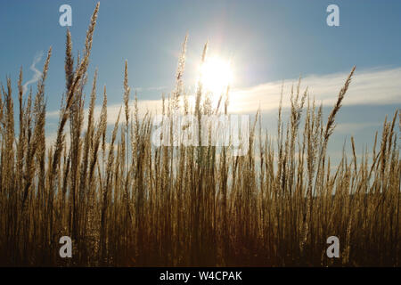 Nella tarda estate o in autunno soleggiata rurali paesaggio. Erbe secche campo Foto Stock