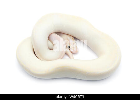 Albino hognose snake isolati su sfondo bianco Foto Stock