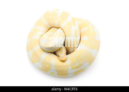 Albino hognose snake isolati su sfondo bianco Foto Stock