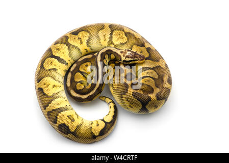 Albino hognose snake isolati su sfondo bianco Foto Stock