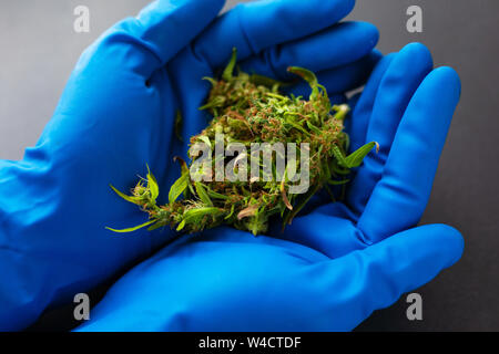 La marijuana medica nelle mani di un medico in blu guanti medicali. boccioli di cannabis nelle mani di un medico di medicina generale Foto Stock