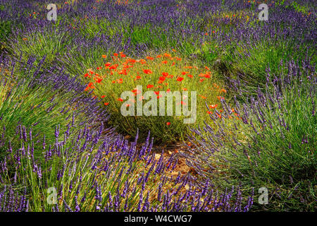 Fiori di papavero circondato dalla lavanda in fiore, Montagnac. Provence-Alpes-Côte d'Azur, in Francia. Foto Stock