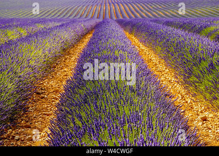 Vista panoramica di campi di lavanda, nella regione di Montagnac. Provence-Alpes-Côte d'Azur, in Francia. Foto Stock