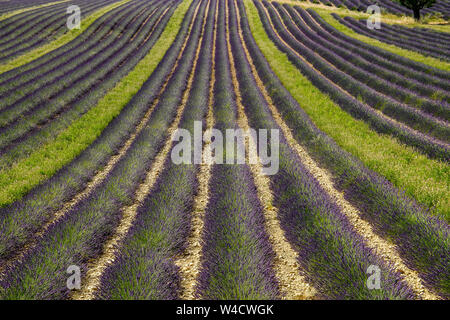 Campi coperti con la lavanda in Montagnac regione. Provence-Alpes-Côte d'Azur, in Francia. Foto Stock