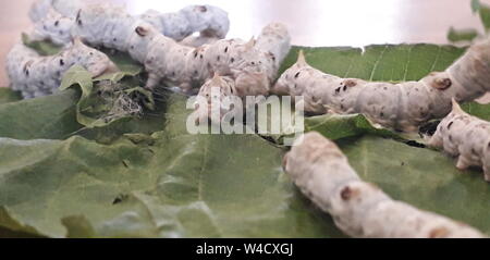 Silkworm (Bombice mori), Caterpillar Foto Stock