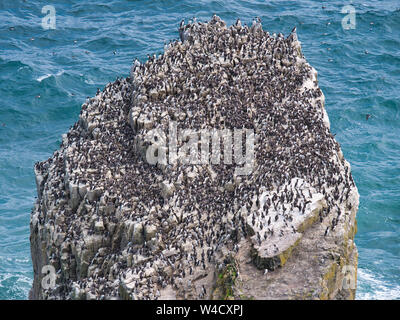 Guillemot colonia in pila di rocce / Creigiau Elegig, vicino Castlemartin, Pembrokeshire, Wales, Regno Unito Foto Stock