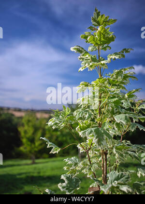 Acer platanoides Drummondii argento variegato, appena piantata su un ventoso del giardino amatoriale a 900ft in Nidderdale. N Yorks 20/07/19 Foto Stock