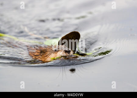 Topo muschiato nuotare nel Delta del Danubio Romania Foto Stock