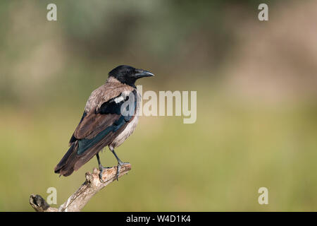 Cornacchia mantellata nel Delta del Danubio Romania Foto Stock