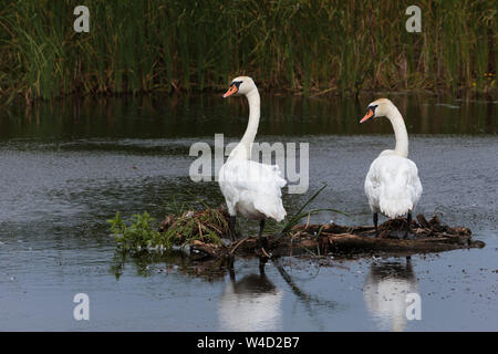 Cigni nel Delta del Danubio Romania Foto Stock