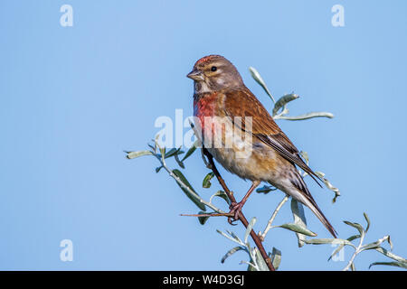 Comune di linnet, Bluthänfling (Carduelis cannabina) Männchen Foto Stock