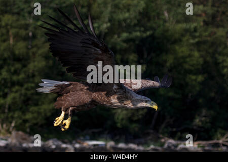Sea Eagle, Seeadler (Haliaeetus albicilla) im Anflug auf beute Foto Stock