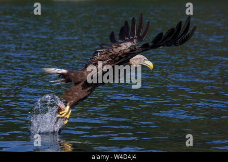Sea Eagle, Seeadler (Haliaeetus albicilla) mit erbeutetem Fisch Foto Stock