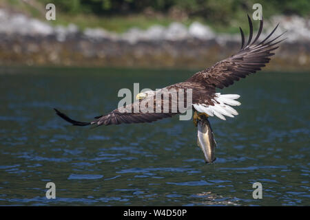 Sea Eagle, Seeadler (Haliaeetus albicilla) mit erbeutetem Fisch Foto Stock