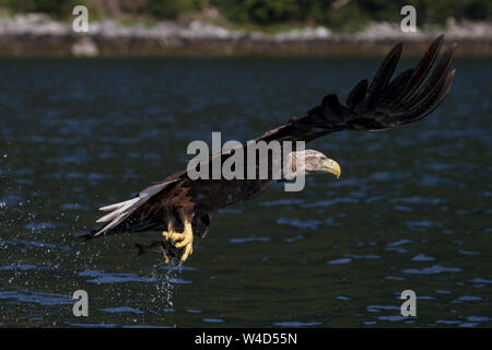 Sea Eagle, Seeadler (Haliaeetus albicilla) mit erbeutetem Fisch Foto Stock