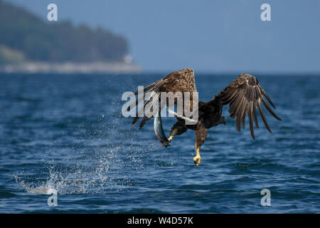 Sea Eagle, Seeadler (Haliaeetus albicilla) mit erbeutetem Fisch Foto Stock