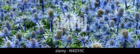 Un intrico di blu Eryngium fiori. Foto Stock