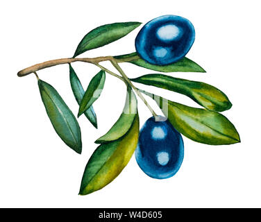 Un ramo di olive su uno sfondo bianco. Isolare il dipinto con acquarello Foto Stock