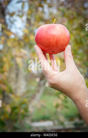 Cibo sano concetto. Donna di mano azienda Rosso mela matura contro lo sfondo sfocato. Foto Stock
