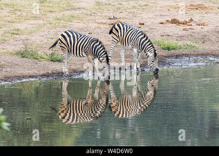 Due Burchells zebre, Equus quagga burchellii, con riflessioni, a waterhole Foto Stock