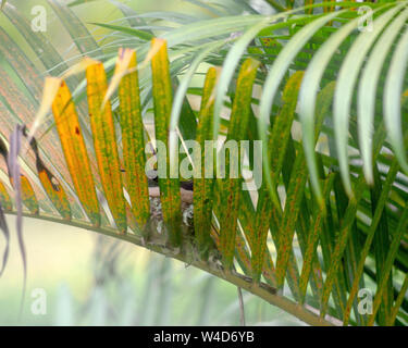 Costa Rican colibrì nesting Foto Stock