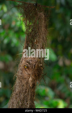 Costa Rican colibrì nesting Foto Stock