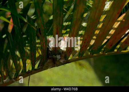 Costa Rican colibrì nesting Foto Stock