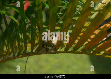 Costa Rican colibrì nesting Foto Stock