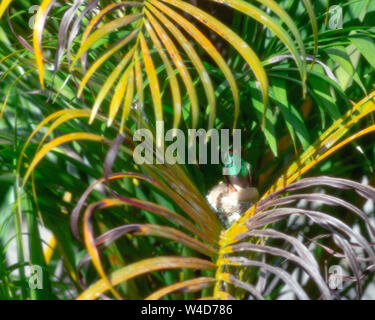 Costa Rican colibrì nesting Foto Stock