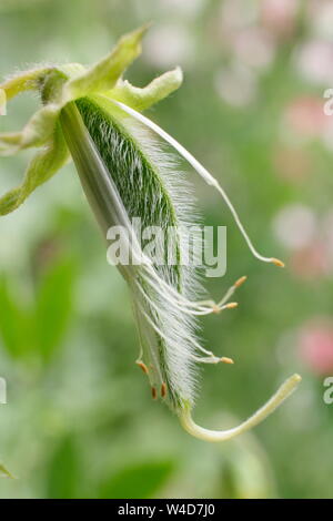 Lathyrus odoratus "dipinto Lady'. Sweet Pea pod seme pronto per deadheading per prolungare la fioritura. Foto Stock