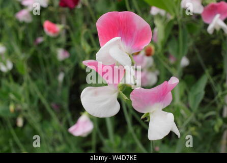 Lathyrus odoratus "dipinto Lady' piselli dolci fioritura in un giardino confine in estate, REGNO UNITO Foto Stock