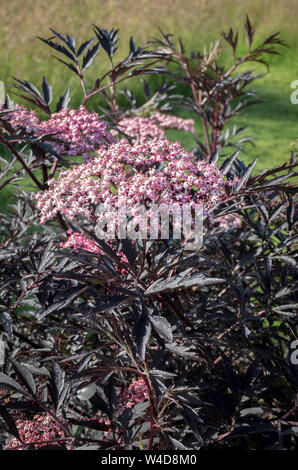 Sambucus nigra pizzo nero che mostra il fogliame scuro e di una miriade di piccoli fiori di colore rosa in estate nel Regno Unito Foto Stock